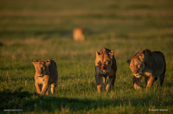Safari landscape
