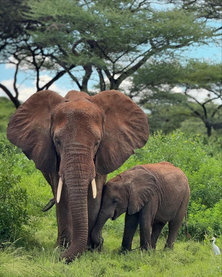 Safari landscape