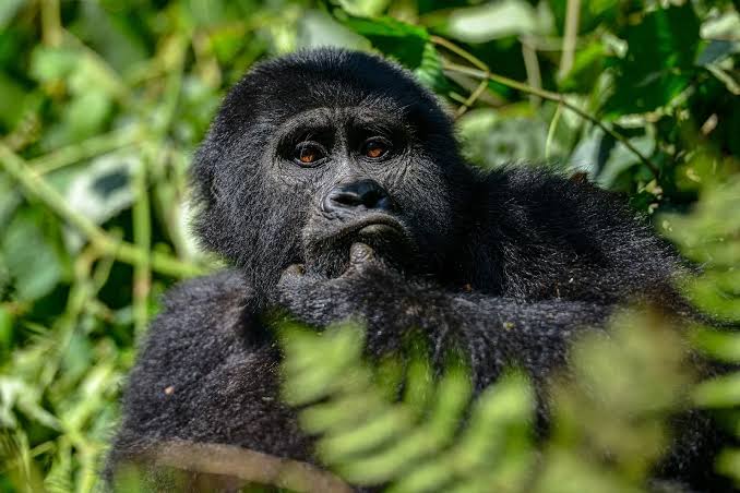 Uganda Gorilla Safari from Kigali 2027: Complete Guide for First-Time Travelers