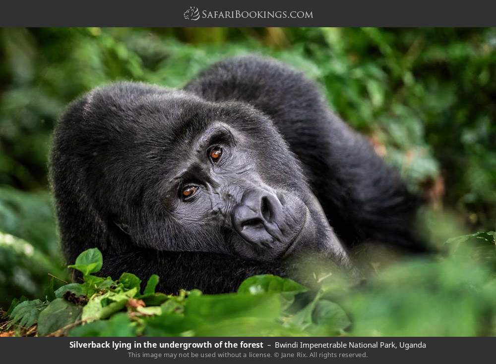 Top Things to Do in Bwindi Impenetrable Forest National Park.