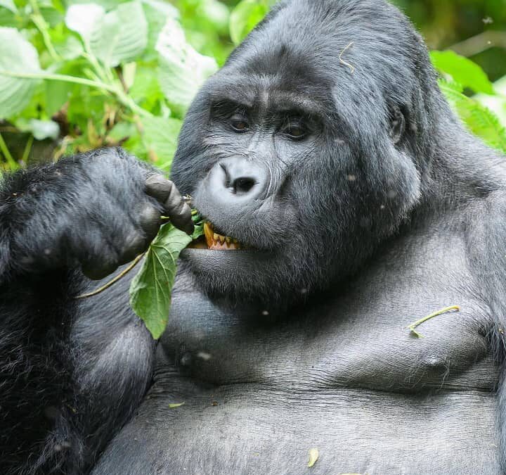 How Much Does a Uganda Safari Cost in 2027?