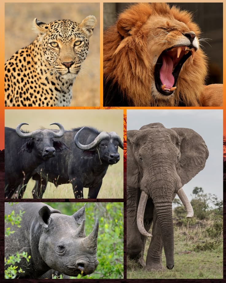 8 days Kenya big 5 and Rhino Tracking Safari