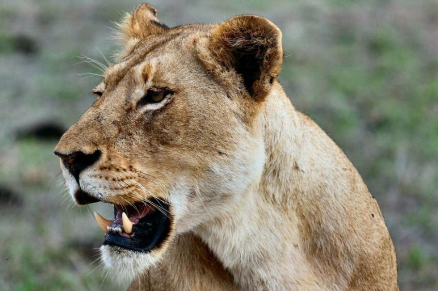 9 Days of Memorable Kenya and Tanzania safari