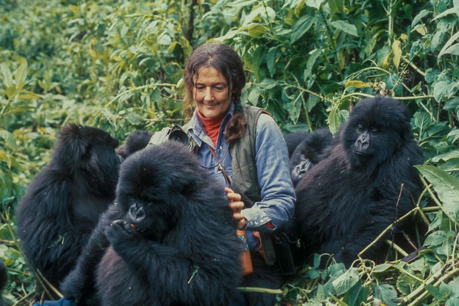 3-Day Kigali–Uganda Gorilla Trekking Safari