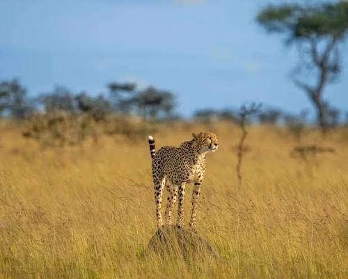 15 Days Luxury Kenya, Tanzania Wildlife Safari