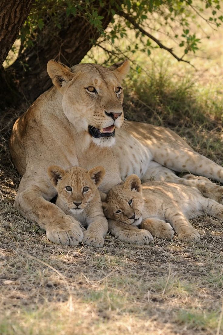8 days Kenya big 5 and Rhino Tracking Safari