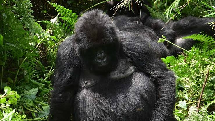 3-Day Uganda Gorilla Trekking Safari