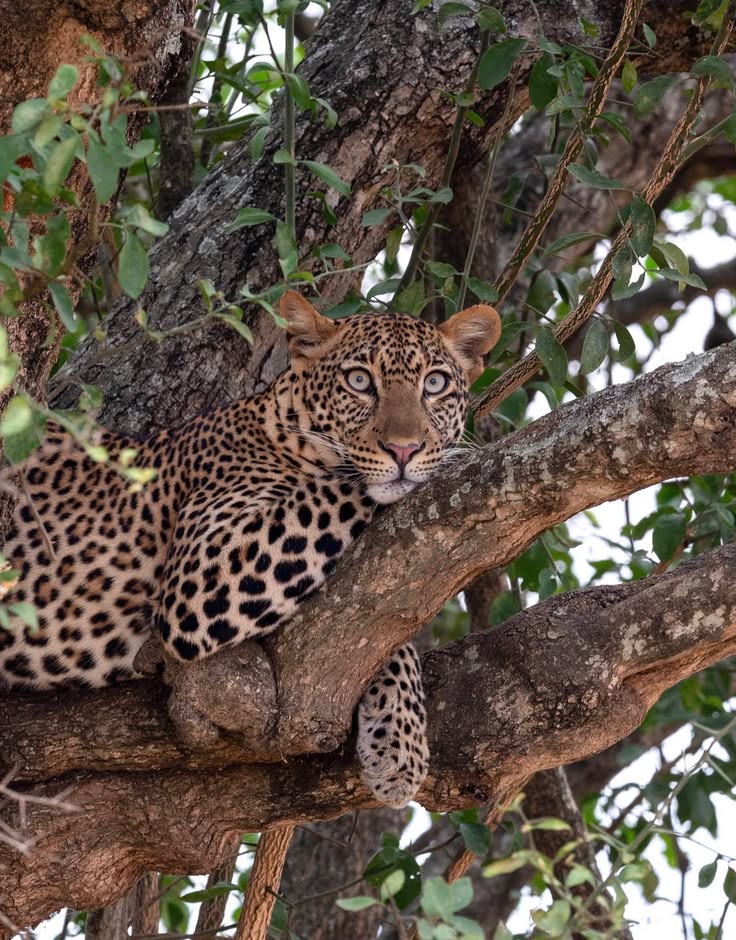 8 days Kenya big 5 and Rhino Tracking Safari