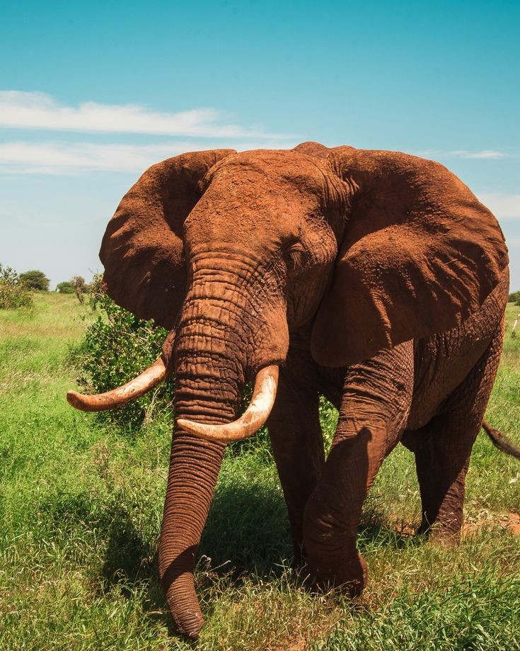 8 days Kenya big 5 and Rhino Tracking Safari