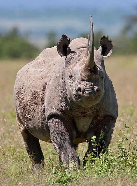 8 days Kenya big 5 and Rhino Tracking Safari